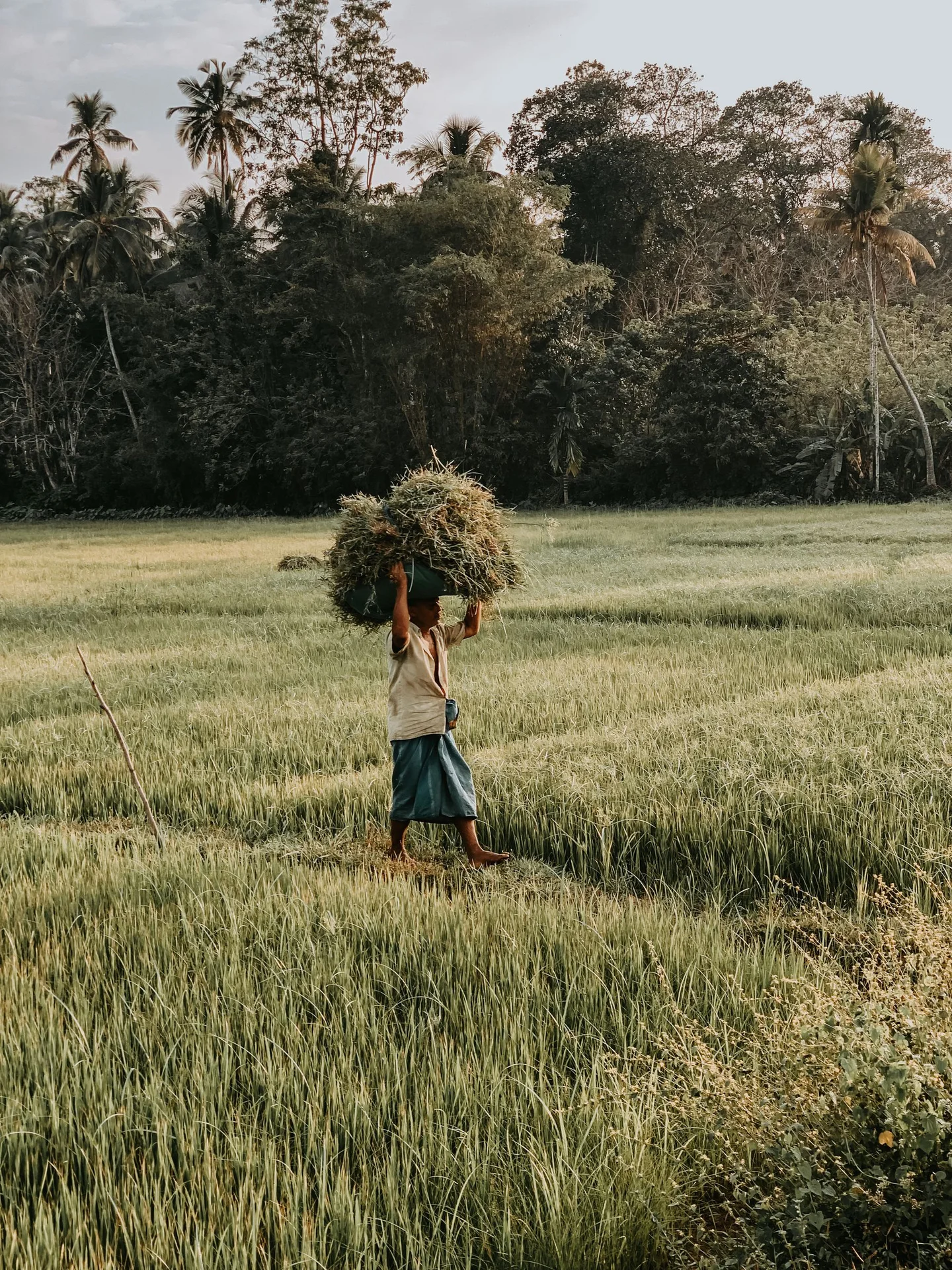 A farmer carries harvested rice across a field in Bandaragama, Sri Lanka.